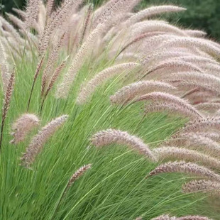 ��β�ݷN���ļ��_���׷N����҃��̨���ԾGֲͥԺ�^�p���ܷN