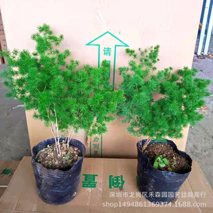 ���R���҃�������Ф��͏d�辰����������B�ļ��Gֲ�������lֱ��
