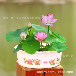 ��ɏ�Nˮϵ����ˮ�B�Gֲ���Bֳ˯ɏ�ɻ��o�����Ի����o���辰