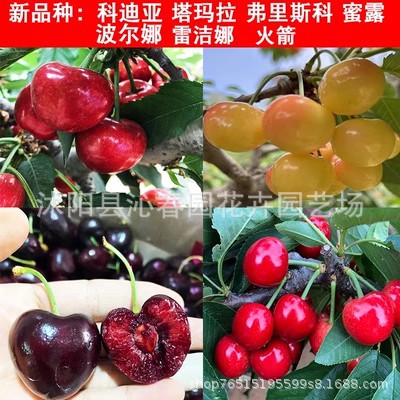 批发车厘子树苗樱桃树南方北方种植盆栽庭院果树矮化樱桃树大樱桃