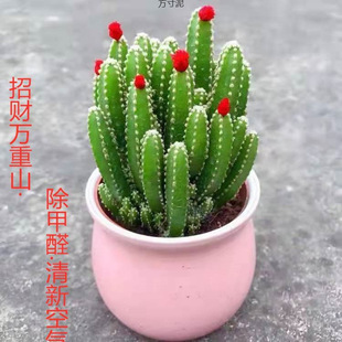 Wanchung Mountain succulent plant wholesale novice potted plant special green plant kindergarten green plant removal factory cross-border wholesale