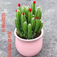 Wanxiangshan суккулентные растения оптом начинающие племенные горшечные растения специальные зеленые растения