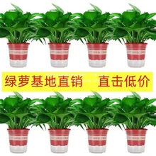 绿航绿萝盆栽室内除甲醛净化空气长藤垂吊兰新房家用绿箩植物花卉