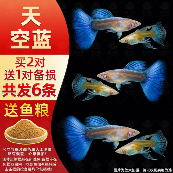 Sky Blue 2 pairs + 1 pair for loss, free fish food