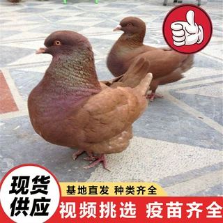 3个月的白羽王种鸽 投喂互动广场鸽价格 魔术鸽子 下蛋繁殖观赏鸽