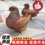 互动魔术种鸽