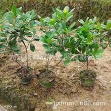 ��Ҏ���Rȫ����ͩ���� ��ͩ��80���� ��ͩ��150���ֺ�ͩ��250����