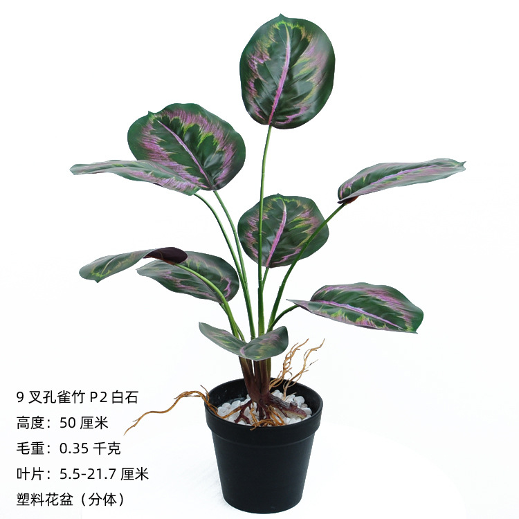 9叉带须孔雀竹P2白石6.9+5.5=12.4