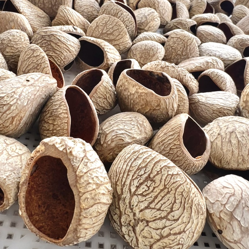 Indonesian Nut Shell Rattle Natural Plant Concert Niche Accompaniment Sound Beam White Noise Hand-Cranked Wind Chime Raw Materials Indonesian Nut Shell Rattle Natural Plant Concert Niche Accompaniment Sound Beam White Noise Hand-Cranked Wind Chime Raw Materials
