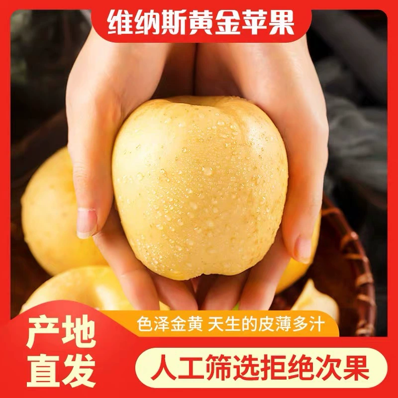 Venus Golden Apple Fruit Fresh Seasonal Whole Box Wholesale Market Cream Fuji Yantai