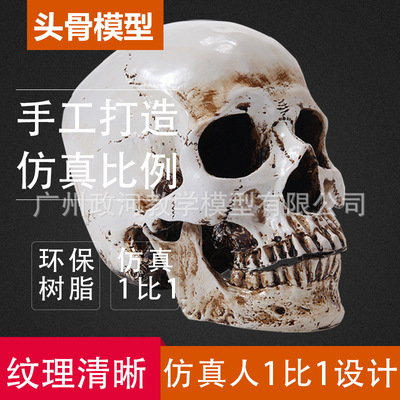 Skull Model skull resin character Bionic prop Fine Arts painting Sketch draw structure anatomy Fission