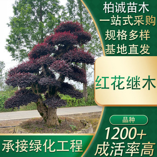 ͥԺ���ͼt���^ľɫ�K�ر��t����ľ���Ϙ���ľ���������Ϙ�