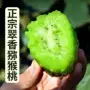陕西新鲜奇异果