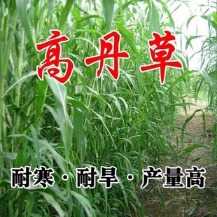 Imported Gaodan Grass Seeds Hybrid Gaodan King Grass Seeds Perennial Four-Season Breeding Pigs, Cattle, Sheep, Chickens, Ducks, Goose Fish Grass Seeds