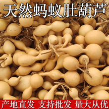 厂家批发蚂蚁肚手捻葫芦文玩摆件小葫芦地摊货源带龙头把玩葫芦