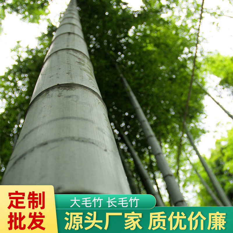 【大量供应】毛竹 海带竹 海蛎竹 紫菜竹 小毛竹 竹头 竹子 竹尾