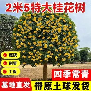 ͥԺļ𻨘𻨘糣Gͺ̈́eԭ