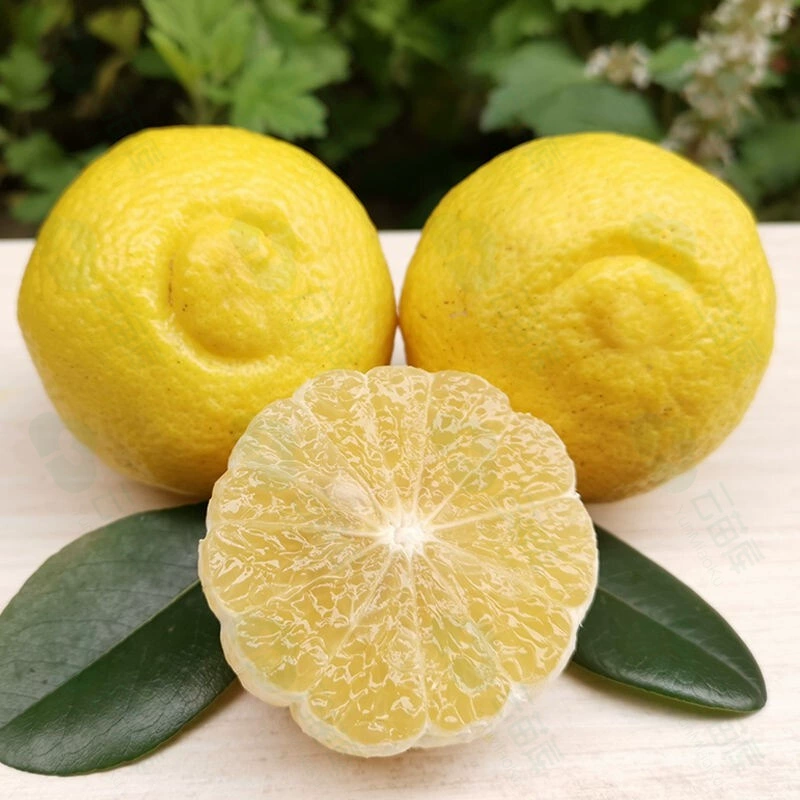 Chunxiang помело оранжевый в сезоне свежий Xiangshan Green Вся коробка в сезоне Golden Gong помело Чуньсян помело маленький помело 10 кг сладкий апельсин