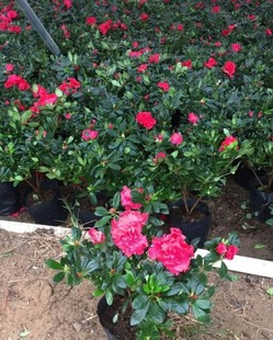 ������N  ���� ����  �����_��  �����N�� ���̾G��  �������l