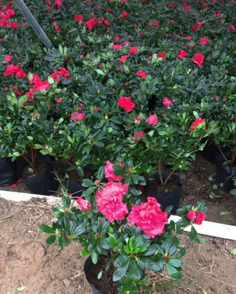 Западный Рододендрон цветы цветение в горшках база продаж проект озеленение большое количество оптовых