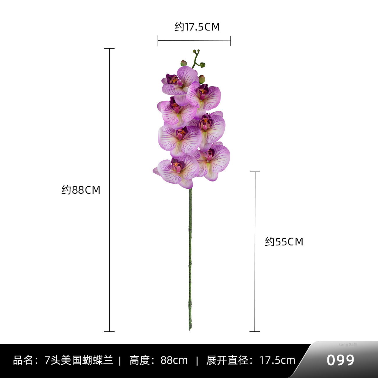 099 #7 미국 호접란