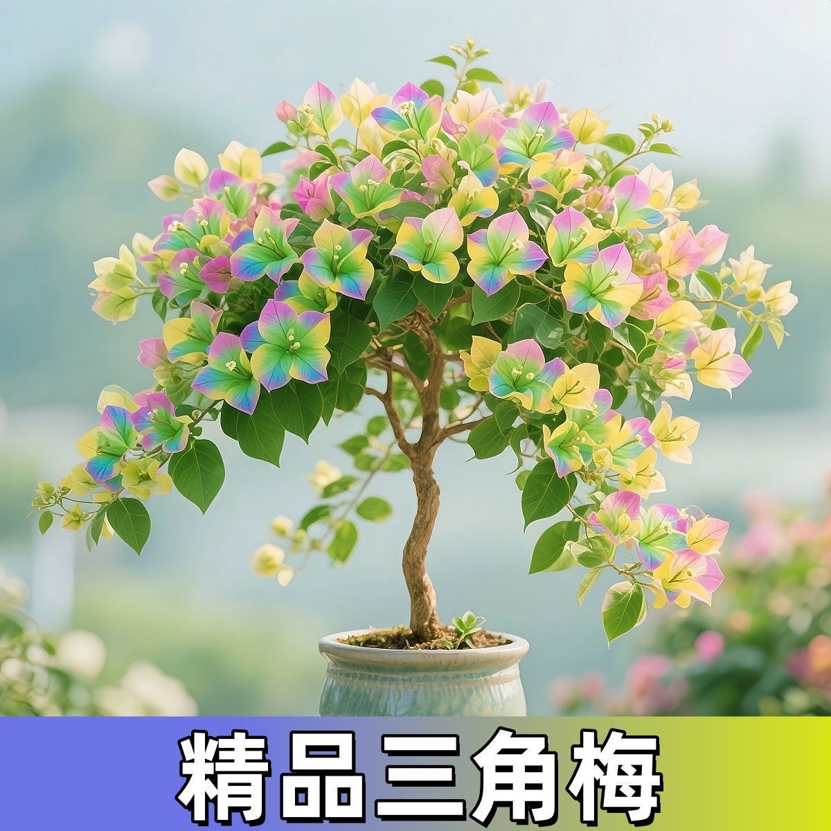 精品三角梅盆栽多色重瓣飘枝四季开花卉好养耐热庭院阳台绿植物