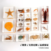 幼儿园教学真实海洋动物标本透明树脂水晶桌面摆件纪念品盲盒爆款