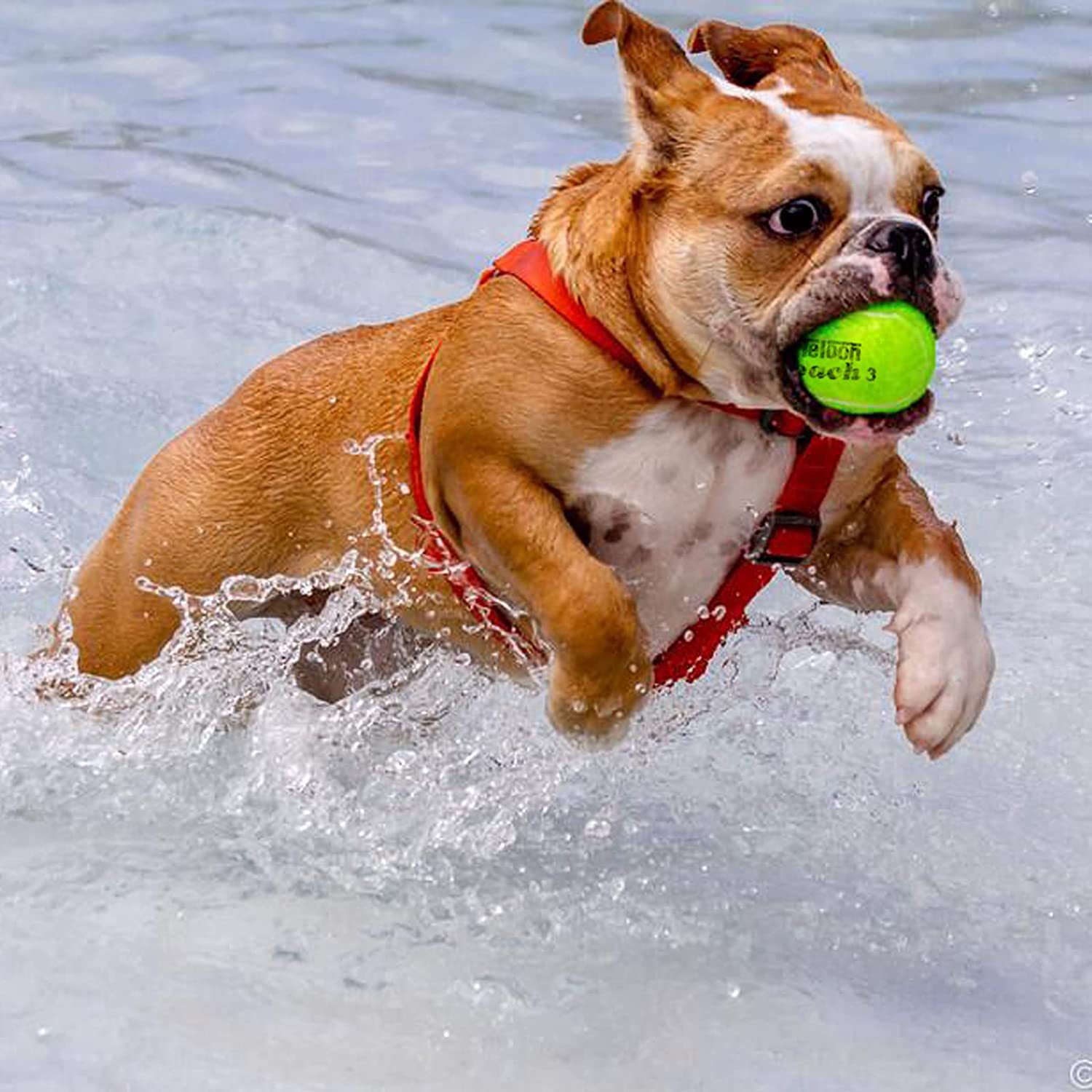 71X0e6ckTJS._AC_SL1500_