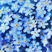 一件代发蓝色勿忘我花卉种子春季种植庭院地被植物勿忘草补血草种