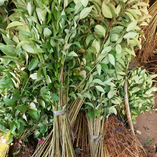 ��ľ ���~Ůؑ�� �����ߗU �ļ�����Ҏ���Rȫ���l����