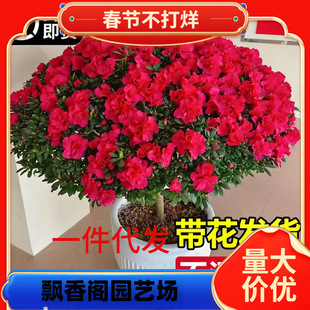 һ�����l���N�����Ի���ֲ���҃Ȼ���Î����������ļ��_�����B��