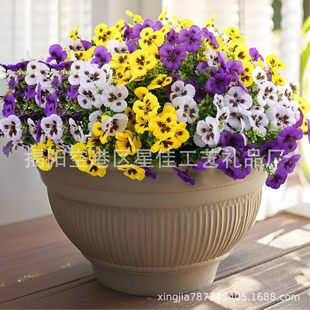 ���R�d�羳�ȼ�����ɫ������ٻ��҃����b�ֲ����滨�����m