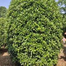 �ͷ�֦�𻨘� �Ĵ��ͷ�֦�𻨘乩�� ������ľ�������� �ļ���