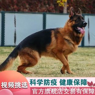 �����pѪ�y������Ȯ���w���N����������l������Ȯ����