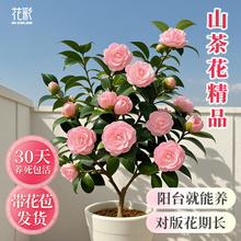 ����ɽ�軨��������ԭ�������Ϙ��|�����̨��߅���������������l