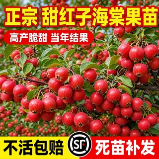 海棠果苗树北美西府南北方庭院别墅正宗果树耐寒东北苹果嫁接酸甜