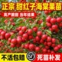 北美东北正宗庭院果树