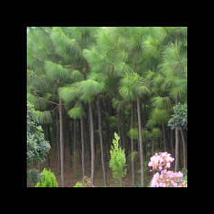 Newly Harvested Masson Pine Seeds, Pine Tree Seeds, Fir Tree Seeds, Pine Tree Seeds, Forest Tree Species Masson Pine Seeds Standard