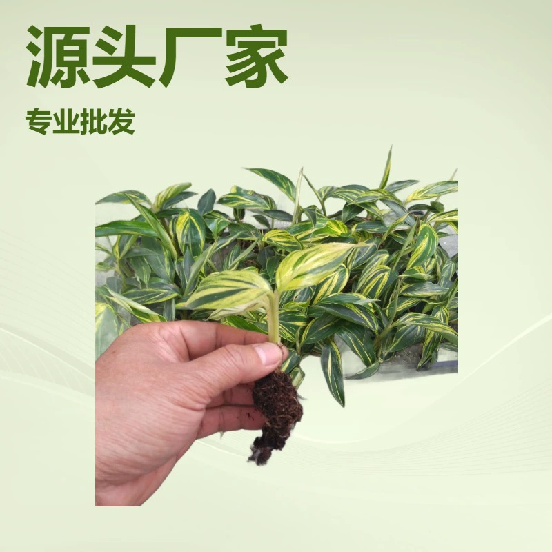 Производители источника поставляют большое количество декоративных цветов, зеленых растений, цветочных листьев, культуры имбирных тканей, саженцев, саженцев озеленения оптом