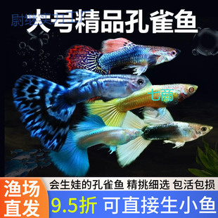 yp��ȸ�~�Ꭷ���N�^�p�~С�͵�ˮ��ˮ���B�ͻƷ̥���PβС�~