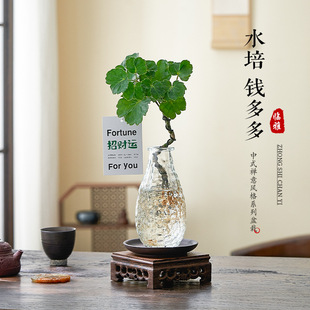 Hydroponic Round-Leaf Fulu Tong Qian Duoduo Potted Flower Plant for Living Room Indoor Desktop Coffee Table, Lazy Water-Grown Green Plant