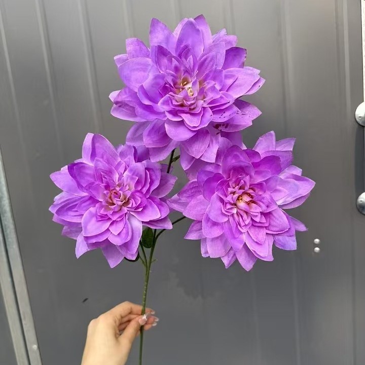 보라색