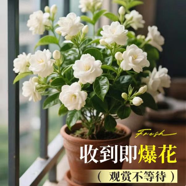 Double-Petaled Tiger Head Jasmine Potted Plant with Single Stem Blooming Flower Seedlings with Buds for Indoor Balcony Green Plants and Florals Old Piles