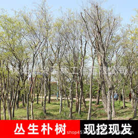 小叶朴树树苗园林绿化工程苗木行道占地庭院朴树苗道路风景树