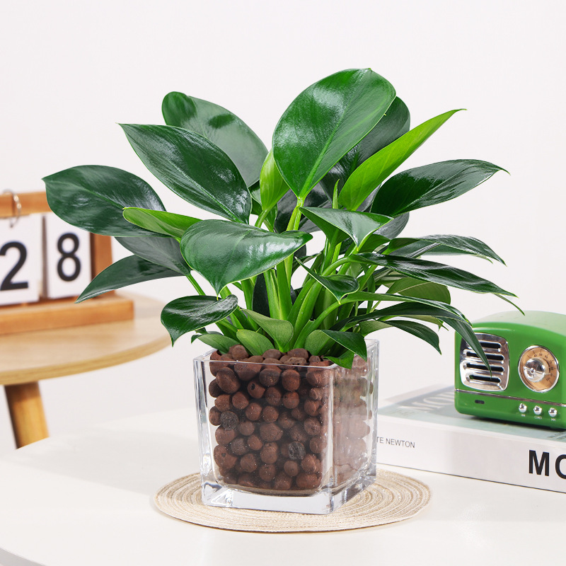 [수경재배모델] 골든다이아몬드 25cm 3그루(사각형 실린더+세람사이트) + 영양액