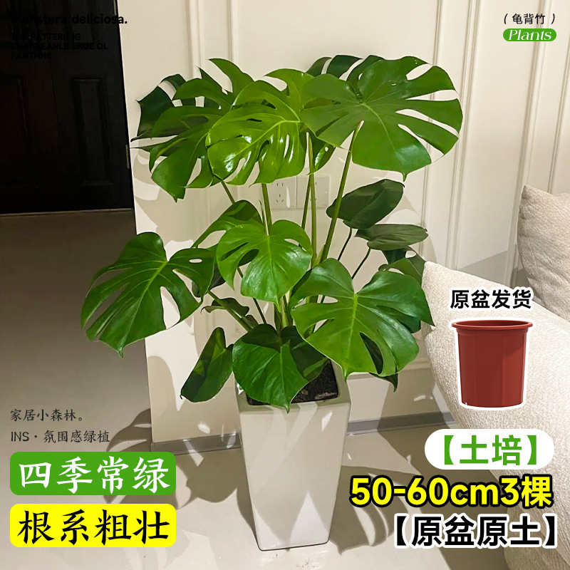 plantas de hidroponía de bambú de tortuga en el interior en cuatro estaciones buenas plantas verdes pequeñas en sala de estar hojas grandes plantas de maceta de pila vieja eliminación de formaldehído