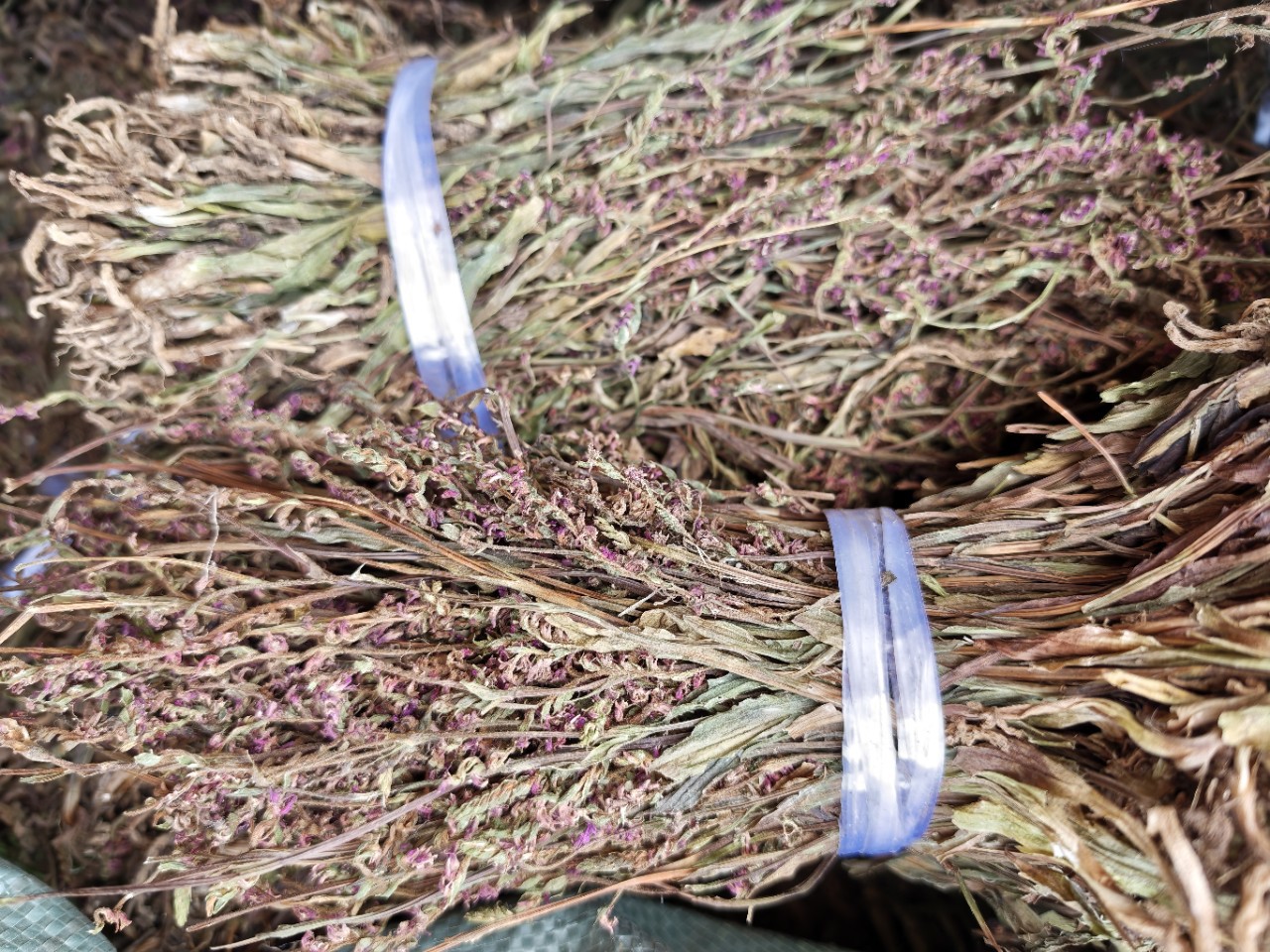 Pan Long Shen (Spiranthes sinensis) — Dried Food Herb, Rare Chinese Botanical specifications