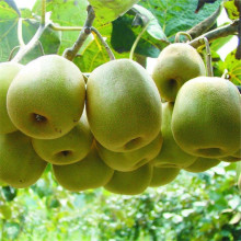 猕猴桃苗果树苗占地果树