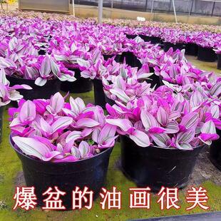 �ͮ���Y���m���Գ����B�^�~ֲ�����~���m�k���ҾGֲ�҃��ļ�����