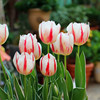 Tulip ball hydroponic flower plant indoor flower four seasons flowering seed potted flower seedling soil cultivation water cultivation good work